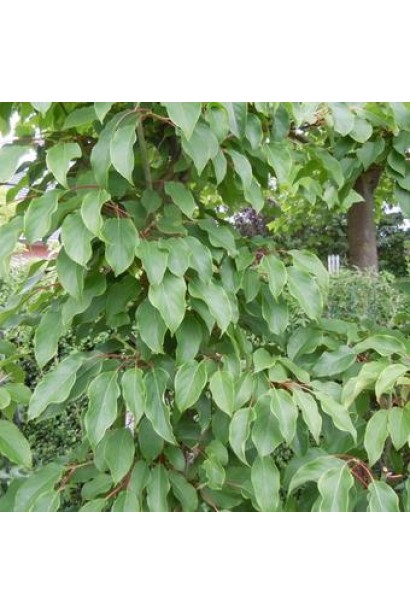 Актинідія аргута Кенс Ред у дорослому віці 